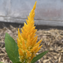 Golden Yellow Celosia Seeds