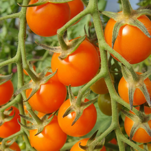Red Tomato Seeds