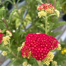 Yarrow Seeds - Red