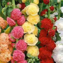 Hollyhock Mix Seeds