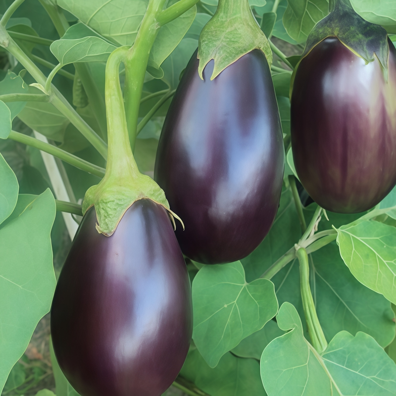 Solanum - Purple Fat Larger Packet High Germination 900-4500 Onsaleseeds