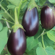 Purple Solanum Seeds