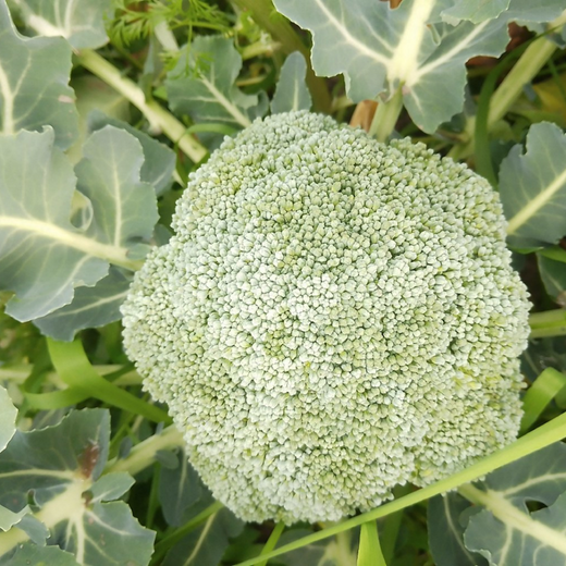 Broccoli Seeds