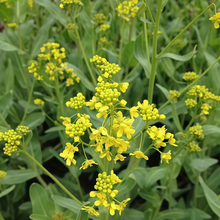 Woad Seeds