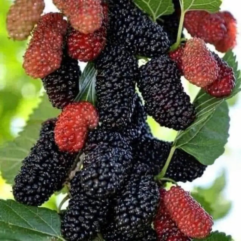Mulberry Tree seeds up to 50%