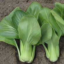 Brassica Campestris Seeds