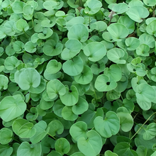 Dichondra Seeds