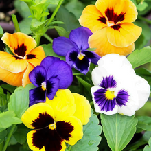 Pansy Seeds - Medium Mix