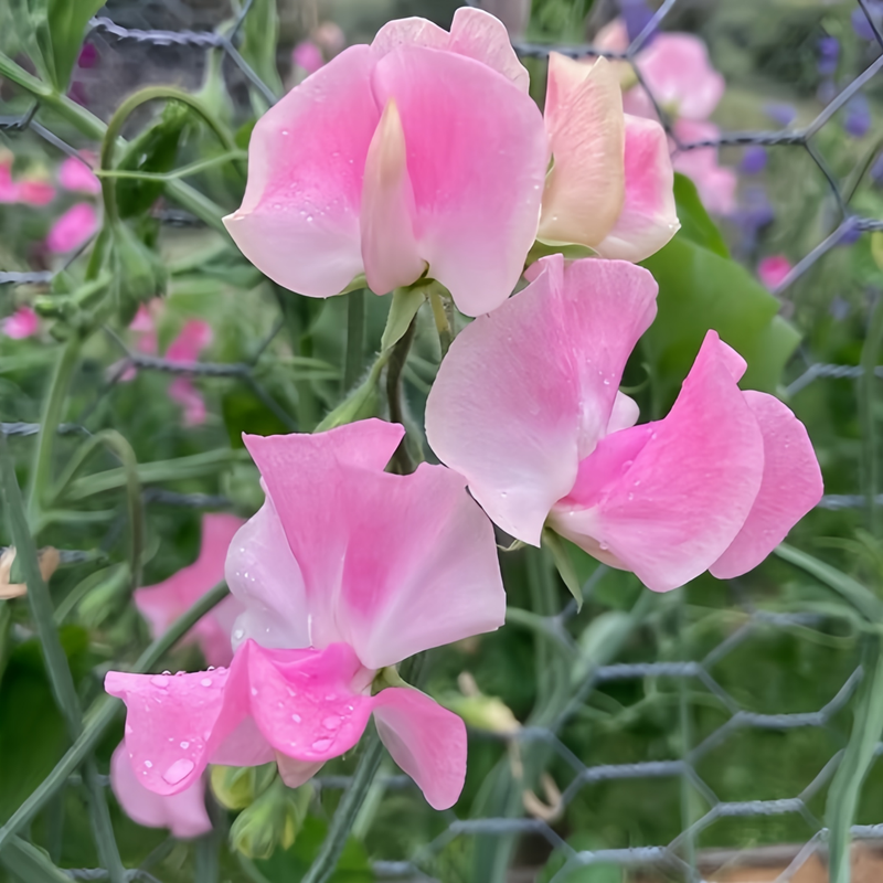 Sweet Pea Seeds - Pink Larger Packet High Germination 120-5000 Onsaleseeds