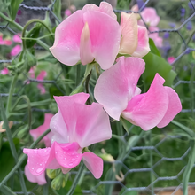 Pink Sweet Pea Seeds