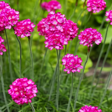 Rose Red Sea Thrift Seeds