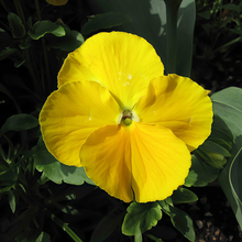 Pansy Seeds - Yellow With Black