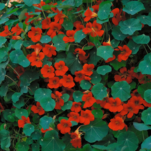 Nasturtium Seeds Purplish Red