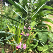 Chinese Motherwort Seeds