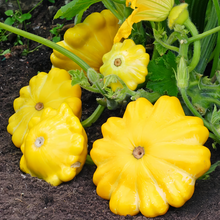 Champion Yellow Squash Seeds