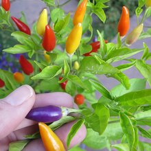 Conoides Ornamental Pepper Seeds - Mix