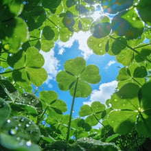 Four Leaf Clover Seeds