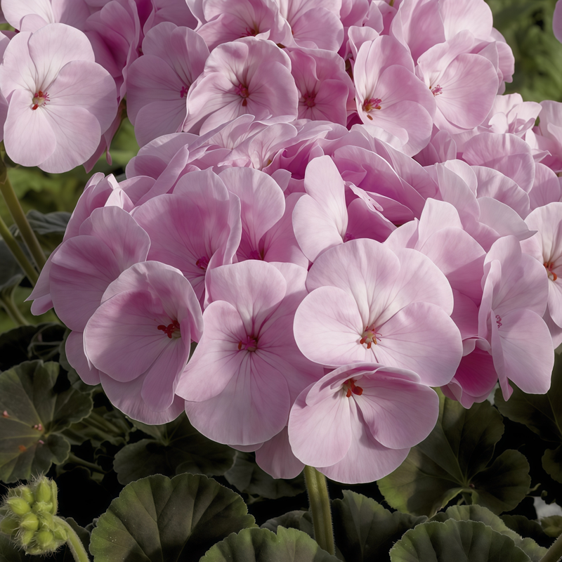 Pelargonium Seeds - Rainbow Rose High Germination Onsaleseeds
