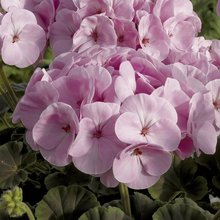 Pelargonium Seeds - Rainbow Rose