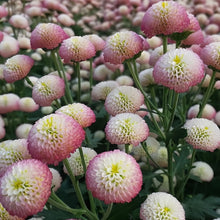 China Aster Seeds - Mix
