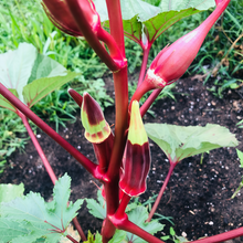 Red Okra Seeds