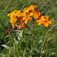 Siberian Wallflower Seeds - Yellow