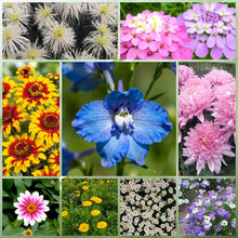 Seasonal Wildflower Mix