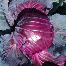 Brassica - Purple