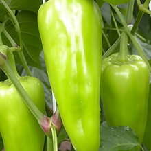 Green Conoides Pepper Seeds