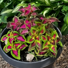 Coleus Seeds - Rainbow Mix