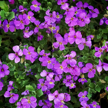 Purple Aubrieta Seeds