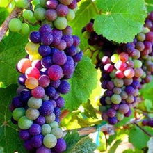Rainbow Grape Seeds