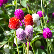 Globe Amaranth Seeds - Mix