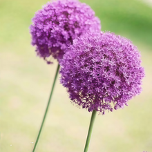 Red Chives Seeds
