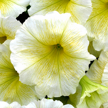 Pale Yellow Petunia Seeds