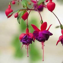 Fuchsia Seeds