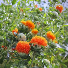 Safflower Seeds - Reddish Yellow