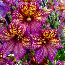 Salpiglossis Sinuata Mix Seeds