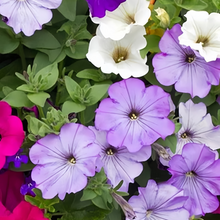 Mix Petunia Seeds