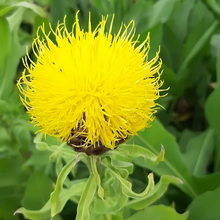 Cornflower Seeds - Yellow