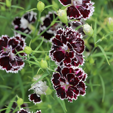 Dark Purple Dianthus Seeds