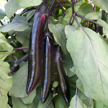 Deep Purple Solanum Seeds