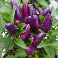 Amethyst Ornamental Pepper Seeds