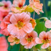 Nasturtium Seeds