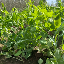 Pea Sprouting Microgreen Seeds