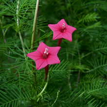Pink Morning Glory Seeds