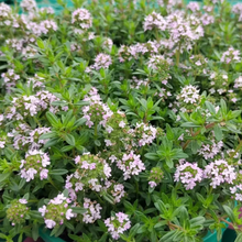 Creeping Thyme Seeds Pink Beautiful Ground Cover