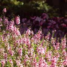 Delphinium Seeds - Pink