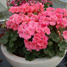 Pelargonium Seeds - Coral