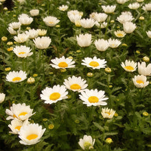 German Chamomile Seeds